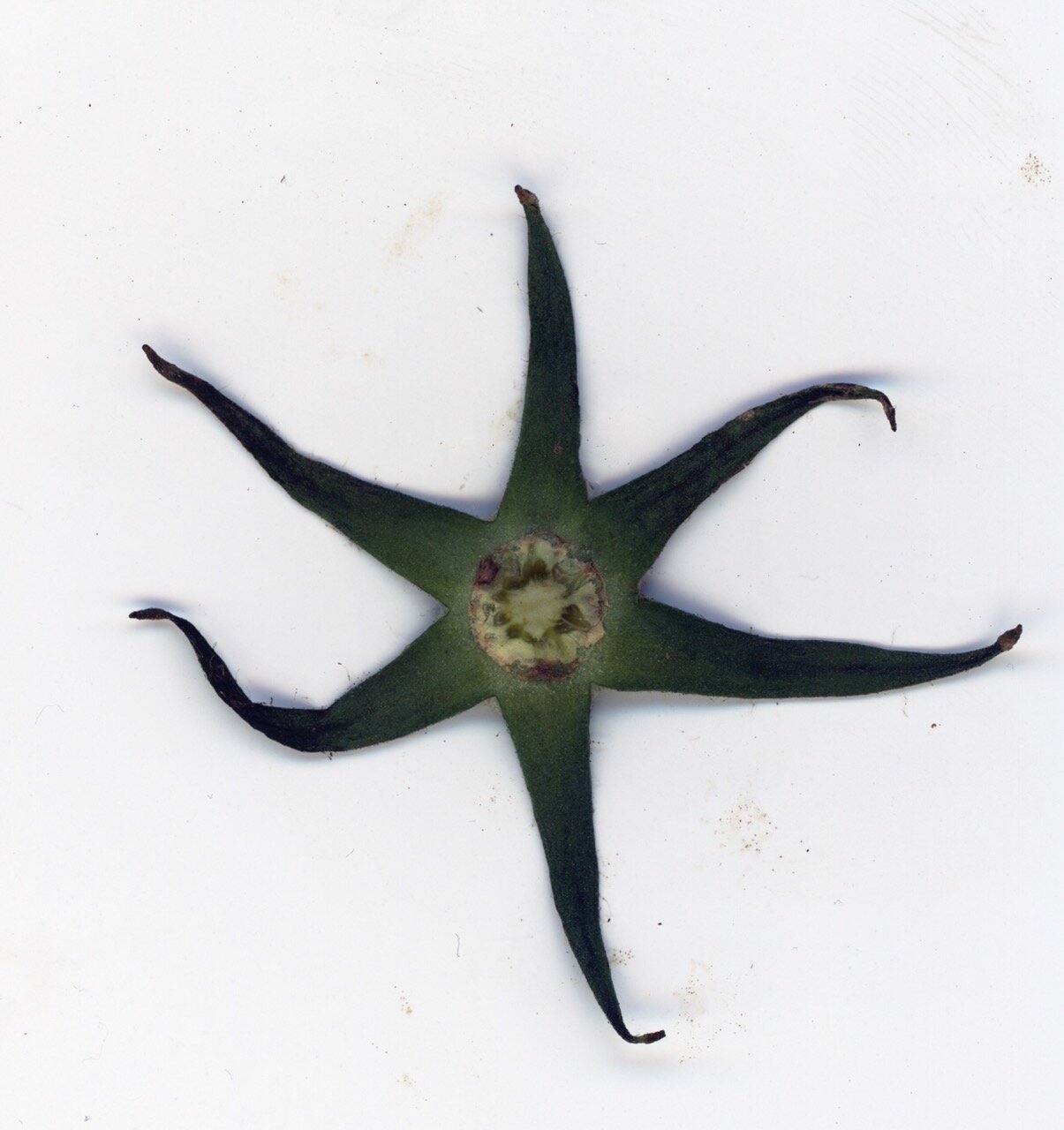 Ziad Antar, <i>Tomato bud flower</i>, 2022. Photograph printed on canvas, 78 3/4 x 78 3/4 in (200 x 200 cm)